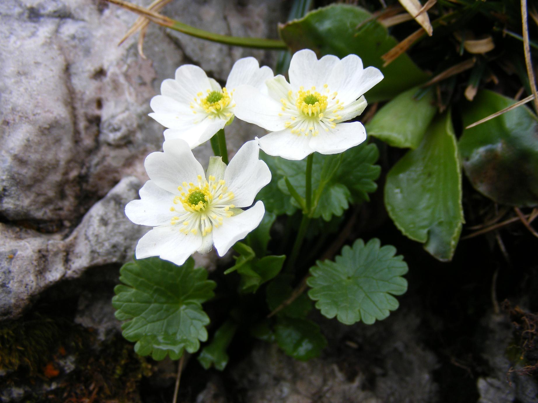 Le rupi fiorite del Garda